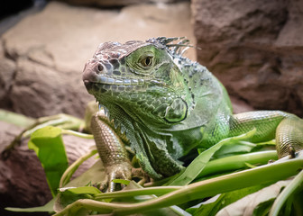 Obraz premium Lizard Posing