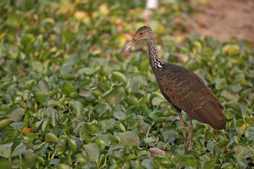 Obraz premium Limpkin, Aramus guarauna