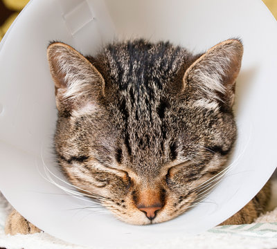 Portrait of an anesthetized cat  with an Elizabethan collar