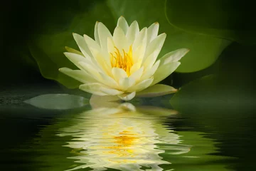 Deurstickers Lotusbloem Gele lotusbloem met reflectie