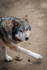 Fototapeta premium Loup