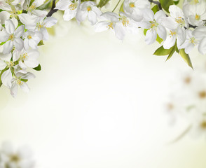 Fototapety  Spring cherry blossom backgrounds