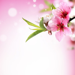Fototapety  Zbliżenie kwiatu brzoskwini