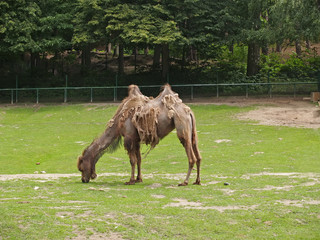 Fading two-humped camel in a zoo