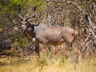 Kudu antelope