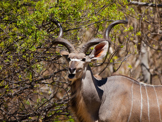 Eating kudu antelope