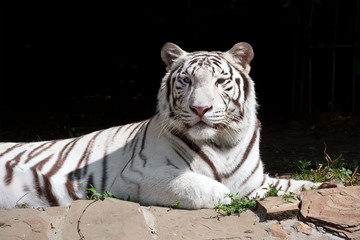 White Tiger