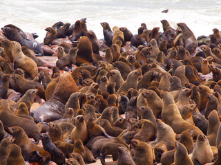 Brown Fur Seal colony (Arctocephalus pusillus)