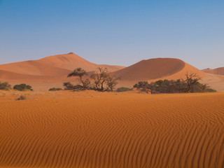 Fototapeta na wymiar Red dune of Namid desert