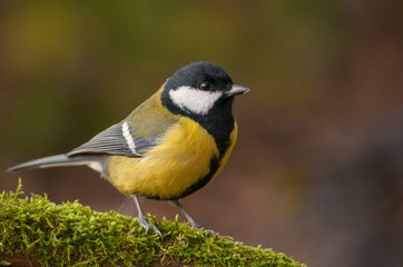 Naklejka premium Tit - Parus major