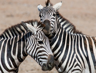 Zebras playing