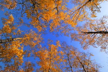 Fototapeta premium Autumn birch forest