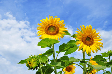 Summer sunflower background