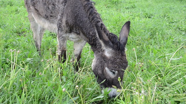 Tied cute wet donkey animal graze dandelion in pasture