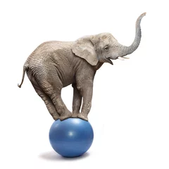 Fotobehang Afrikaanse olifant (Loxodonta africana) balanceren op een blauwe bal. © Kletr