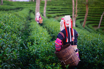 hill tribe harvester tea farmer