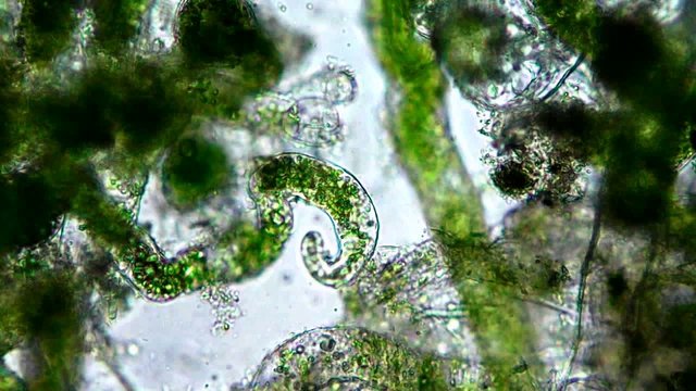 Зеленая водоросль под микроскопом