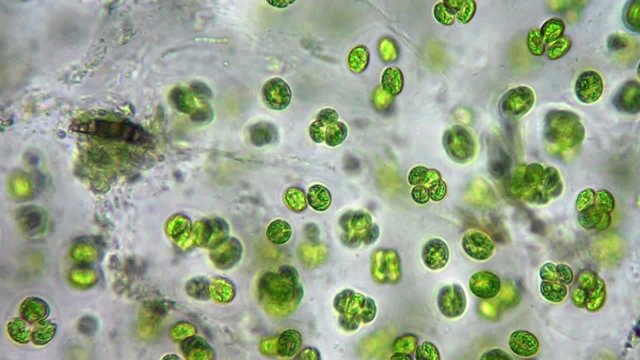 Green algae cells under microscope