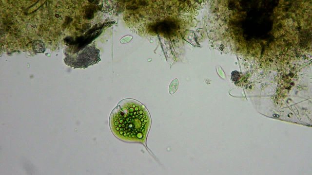 green algae and bacteria cells motion under microscope