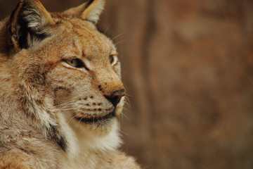 Obraz premium lynx