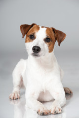 Parson Russel Terrier