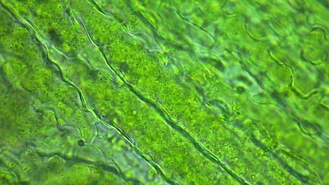 nanobacteria motion in the cells of dandelion