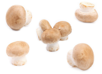 Fresh white  champignon mushroom.