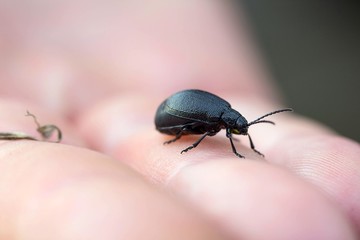 weiblicher rainfarn-blattkäfer / female tansy leaf beetle