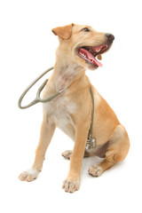 cute healthy puppy with a stethoscope