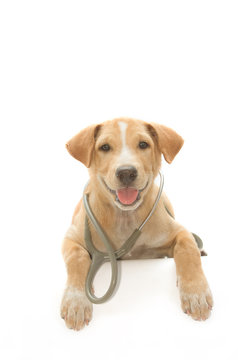 cute healthy puppy with a stethoscope