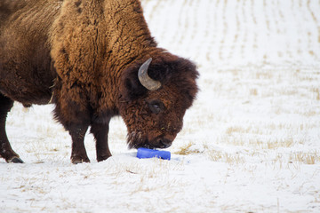 One buffalo licking a salt block