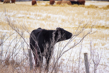 Black cow nibbling on a bare tree