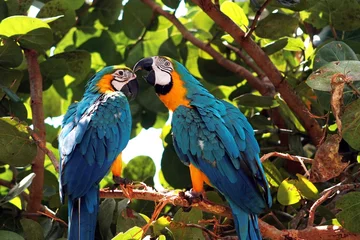 Fotobehang Papegaai Paar ara papegaaien