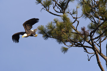 Taking flight from a tree.