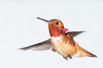 Rufous Hummingbird in Flight - Male