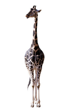 Front view of giraffe. Isolated over white