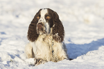 springer spaniel dog lying on the snow