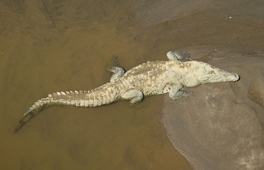 crocodile