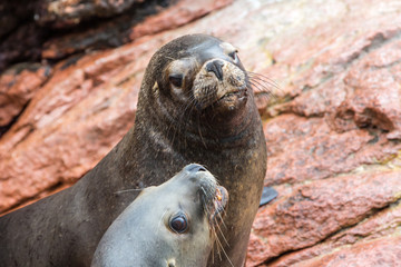 Fototapeta premium South American Sea lions relaxing on rocks of Ballestas