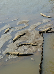 crocodiles