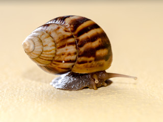 Snail