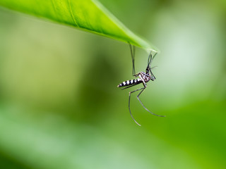 Mosquito