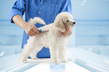 Poodle grooming at the salon for dogs