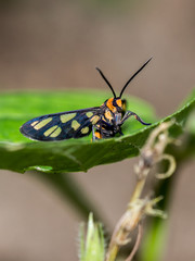 Moth