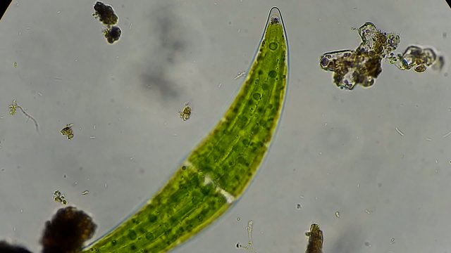 Live algae under microscope, magnification 400X