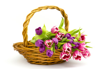 Fototapeta na wymiar colourful tulips in a basket