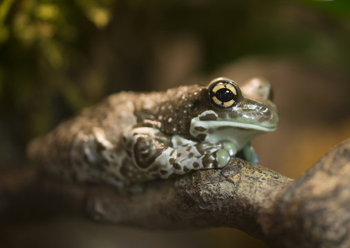 Fire-bellied toad,