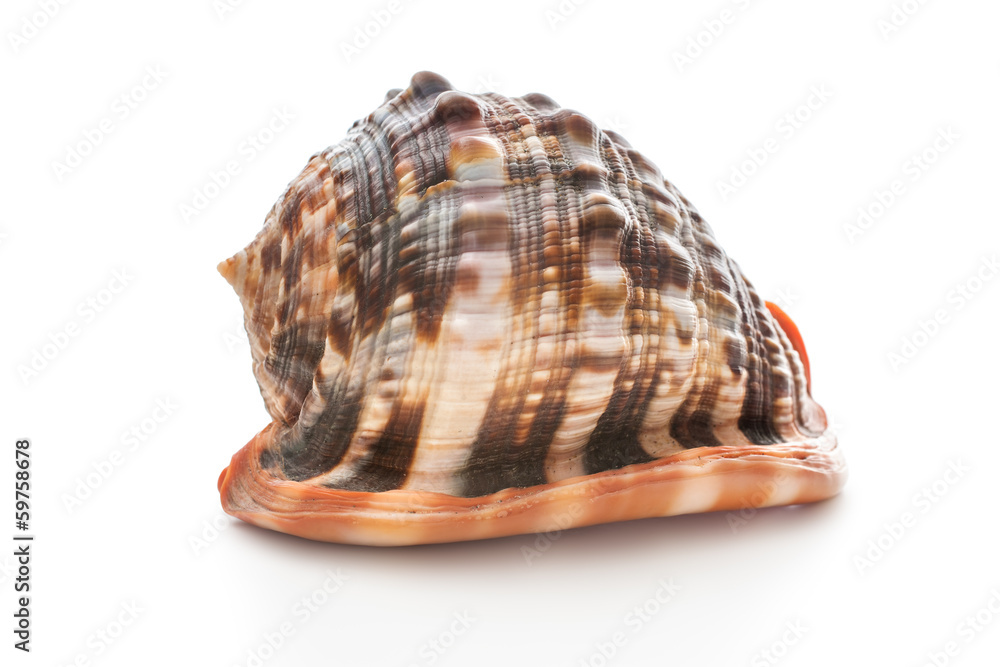 Wall mural Sea shell