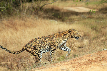 Naklejka premium Sri Lankan Leopard Walking, Yala, Sri Lanka