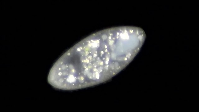 Live single-celled infusoria under microscope